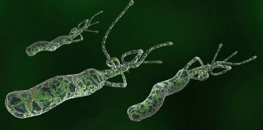 h pylori bacteria