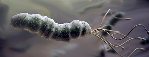 h. pylori bacterium